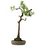 Pinus thunbergii, 68 cm, ± 30 years old, with a nebari of 13 cm