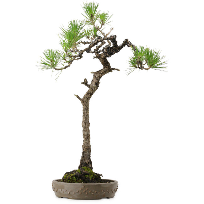 Pinus thunbergii, 68 cm, ± 30 years old, with a nebari of 13 cm