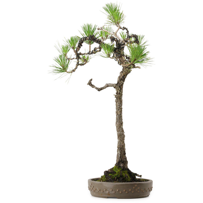 Pinus thunbergii, 68 cm, ± 30 years old, with a nebari of 13 cm