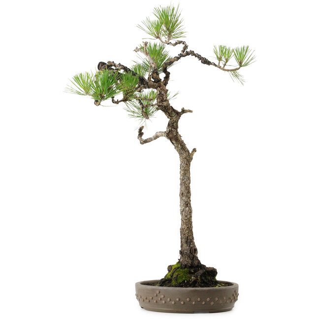 Pinus thunbergii, 68 cm, ca. 30 Jahre alt, mit einem Wurzelhals von 13 cm