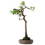 Pinus thunbergii, 68 cm, ± 30 years old, with a nebari of 13 cm