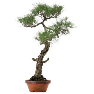 Pinus thunbergii, 80 cm, ± 40 years old