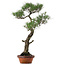 Pinus thunbergii, 80 cm, ca. 40 Jahre alt, mit einem Wurzelhals von 16 cm