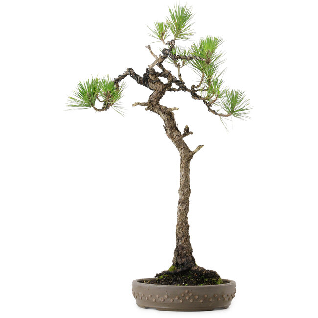 Pinus thunbergii, 68 cm, ca. 30 Jahre alt, mit einem Wurzelhals von 13 cm