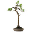Pinus thunbergii, 68 cm, ± 30 anni, con nebari di 13 cm