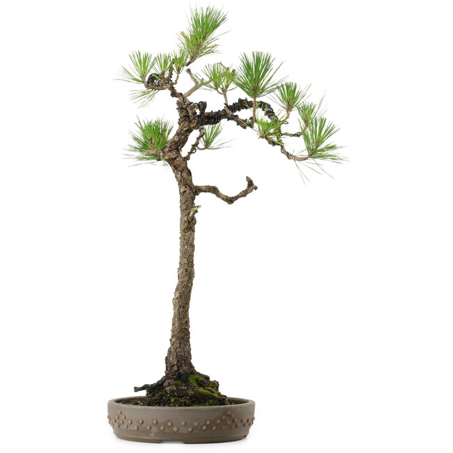 Pinus thunbergii, 68 cm, ± 30 years old, with a nebari of 13 cm