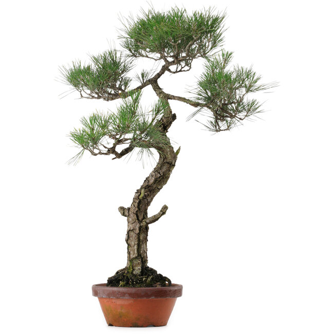 Pinus thunbergii, 80 cm, ± 40 years old, with a nebari of 16 cm