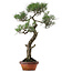 Pinus thunbergii, 80 cm, ± 40 years old, with a nebari of 16 cm