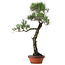 Pinus thunbergii, 80 cm, ± 40 years old, with a nebari of 16 cm