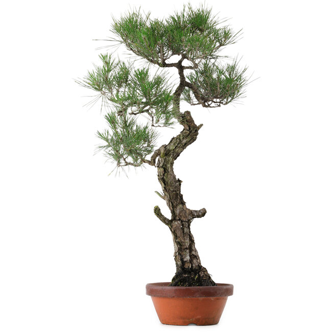 Pinus thunbergii, 80 cm, ca. 40 Jahre alt, mit einem Wurzelhals von 16 cm