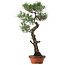 Pinus thunbergii, 80 cm, ca. 40 Jahre alt, mit einem Wurzelhals von 16 cm