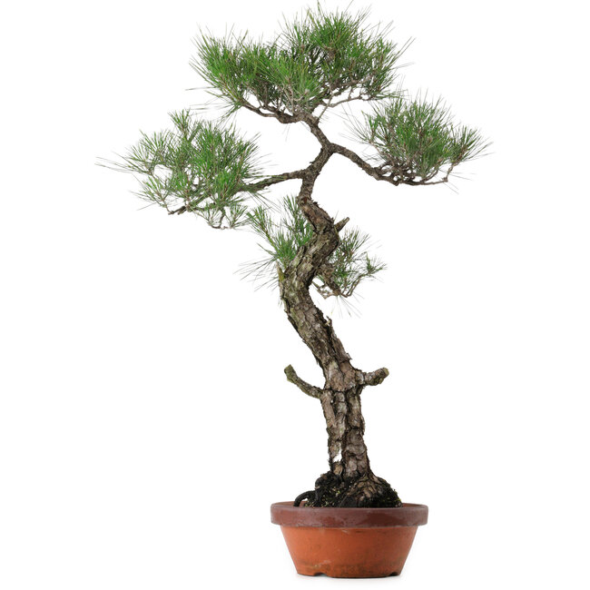 Pinus thunbergii, 80 cm, ± 40 años, con un nebari de 16 cm.