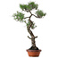 Pinus thunbergii, 80 cm, ± 40 years old, with a nebari of 16 cm