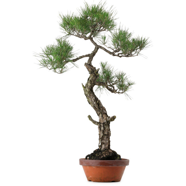 Pinus thunbergii, 80 cm, ± 40 years old, with a nebari of 16 cm