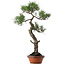 Pinus thunbergii, 80 cm, ca. 40 Jahre alt, mit einem Wurzelhals von 16 cm
