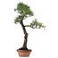 Pinus thunbergii, 80 cm, ca. 40 Jahre alt, mit einem Wurzelhals von 16 cm