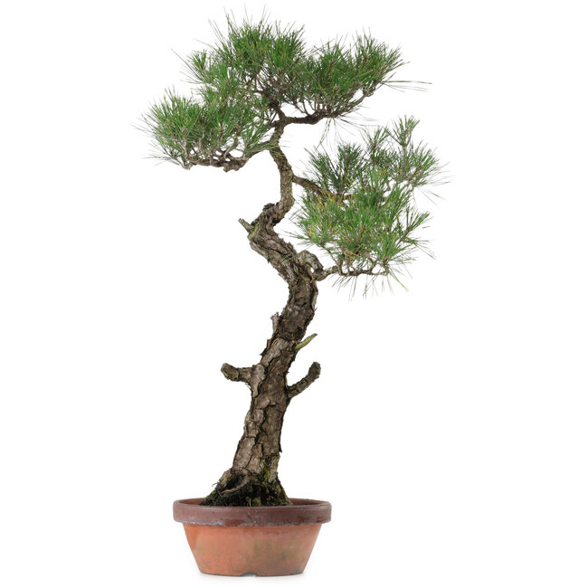 Pinus thunbergii, 80 cm, ± 40 years old, with a nebari of 16 cm