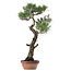 Pinus thunbergii, 80 cm, ca. 40 Jahre alt, mit einem Wurzelhals von 16 cm
