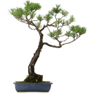 Pinus thunbergii, 80 cm, ± 40 Jahre alt