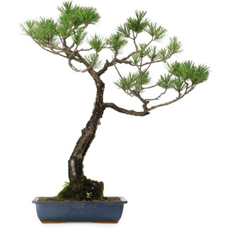 Pinus thunbergii, 80 cm, ± 40 years old