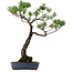 Pinus thunbergii, 80 cm, ± 40 years old, with a nebari of 16 cm