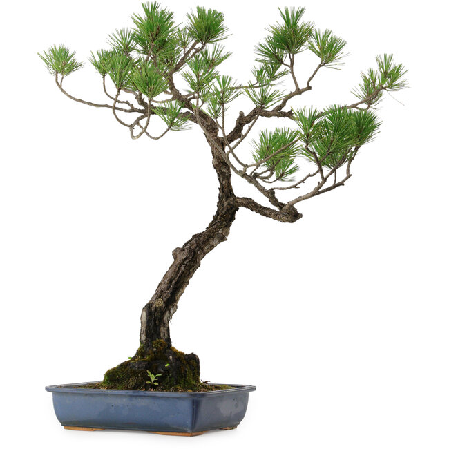 Pinus thunbergii, 80 cm, ± 40 años, con un nebari de 16 cm.