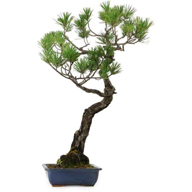 Pinus thunbergii, 80 cm, ± 40 years old, with a nebari of 16 cm