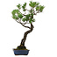 Pinus thunbergii, 80 cm, ± 40 years old, with a nebari of 16 cm