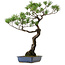 Pinus thunbergii, 80 cm, ± 40 años, con un nebari de 16 cm.