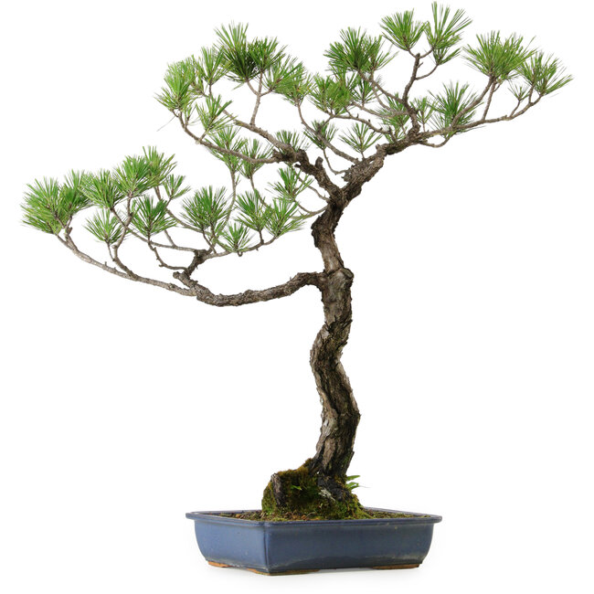 Pinus thunbergii, 80 cm, ± 40 years old, with a nebari of 16 cm