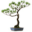Pinus thunbergii, 80 cm, ± 40 years old, with a nebari of 16 cm