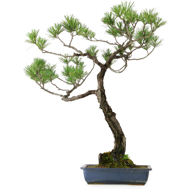 Pinus thunbergii, 80 cm, ± 40 years old, with a nebari of 16 cm