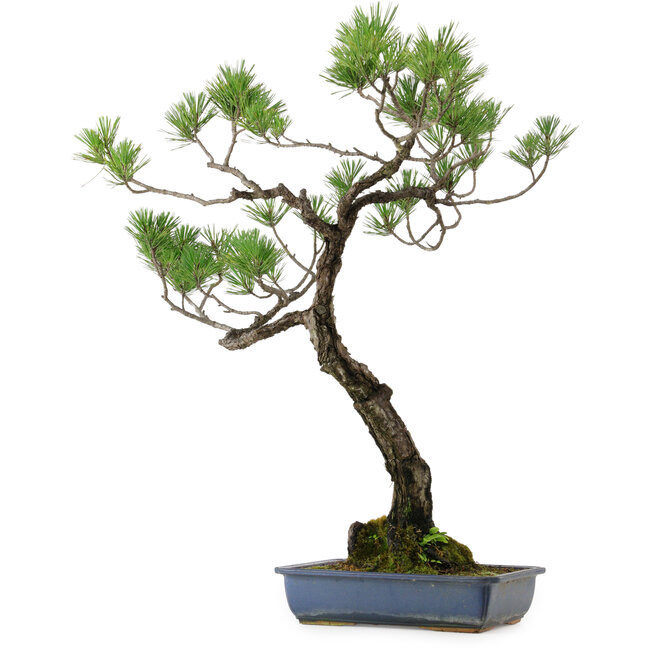 Pinus thunbergii, 80 cm, ± 40 years old, with a nebari of 16 cm