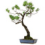 Pinus thunbergii, 80 cm, ± 40 ans, avec un nebari de 16 cm