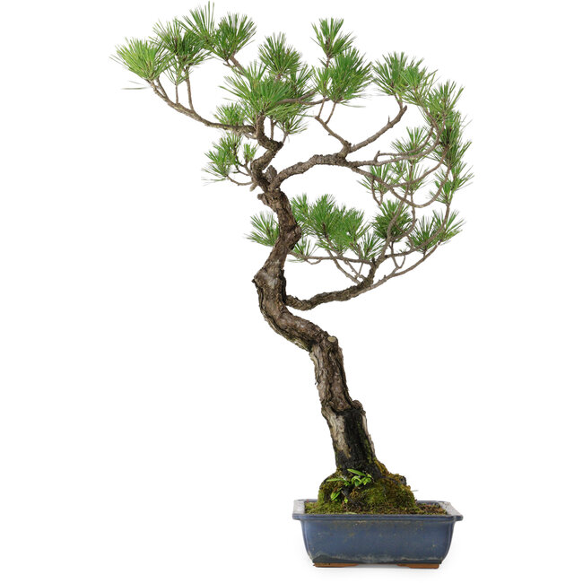 Pinus thunbergii, 80 cm, ± 40 años, con un nebari de 16 cm.