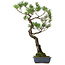 Pinus thunbergii, 80 cm, ± 40 years old, with a nebari of 16 cm