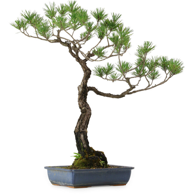 Pinus thunbergii, 80 cm, ± 40 years old, with a nebari of 16 cm