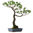 Pinus thunbergii, 80 cm, ± 40 anni, con nebari di 16 cm