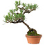 Pinus thunbergii, 43 cm, ± 35 años, con un nebari de 10 cm.
