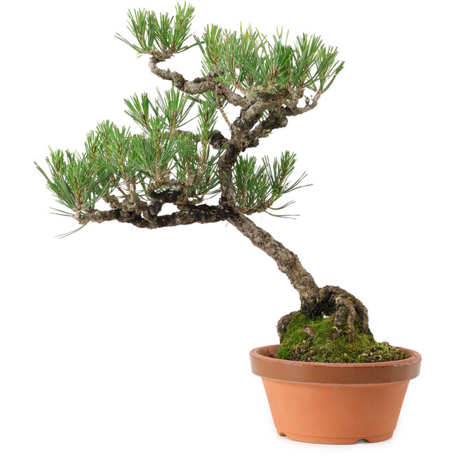 Pinus thunbergii, 43 cm, ± 35 years old, with a nebari of 10 cm