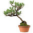 Pinus thunbergii, 43 cm, ± 35 years old, with a nebari of 10 cm