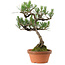 Pinus thunbergii, 43 cm, ± 35 años, con un nebari de 10 cm.