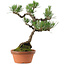 Pinus thunbergii, 43 cm, ± 35 años, con un nebari de 10 cm.
