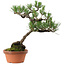 Pinus thunbergii, 43 cm, ± 35 años, con un nebari de 10 cm.