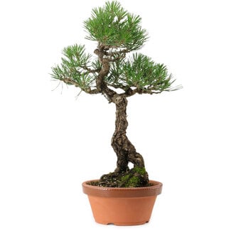 Pinus thunbergii, 44 cm, ± 35 years old