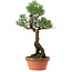 Pinus thunbergii, 44 cm, ± 35 years old, with a nebari of 8 cm