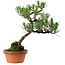 Pinus thunbergii, 43 cm, ± 35 años, con un nebari de 10 cm.