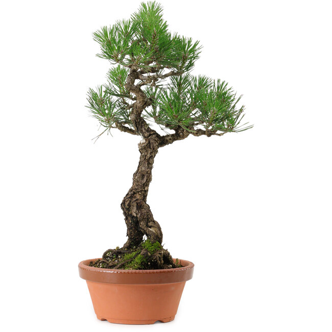 Pinus thunbergii, 44 cm, ± 35 years old, with a nebari of 8 cm