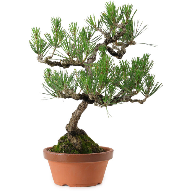 Pinus thunbergii, 43 cm, ± 35 años, con un nebari de 10 cm.