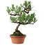 Pinus thunbergii, 43 cm, ± 35 años, con un nebari de 10 cm.